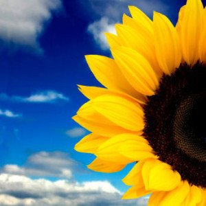 A bright fresh sunflower